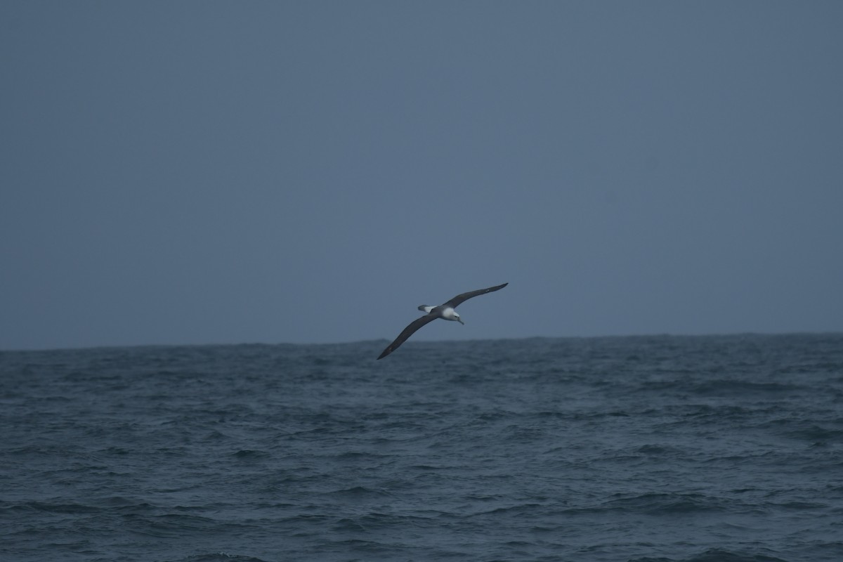 Albatros tasmaniarra - ML647530762