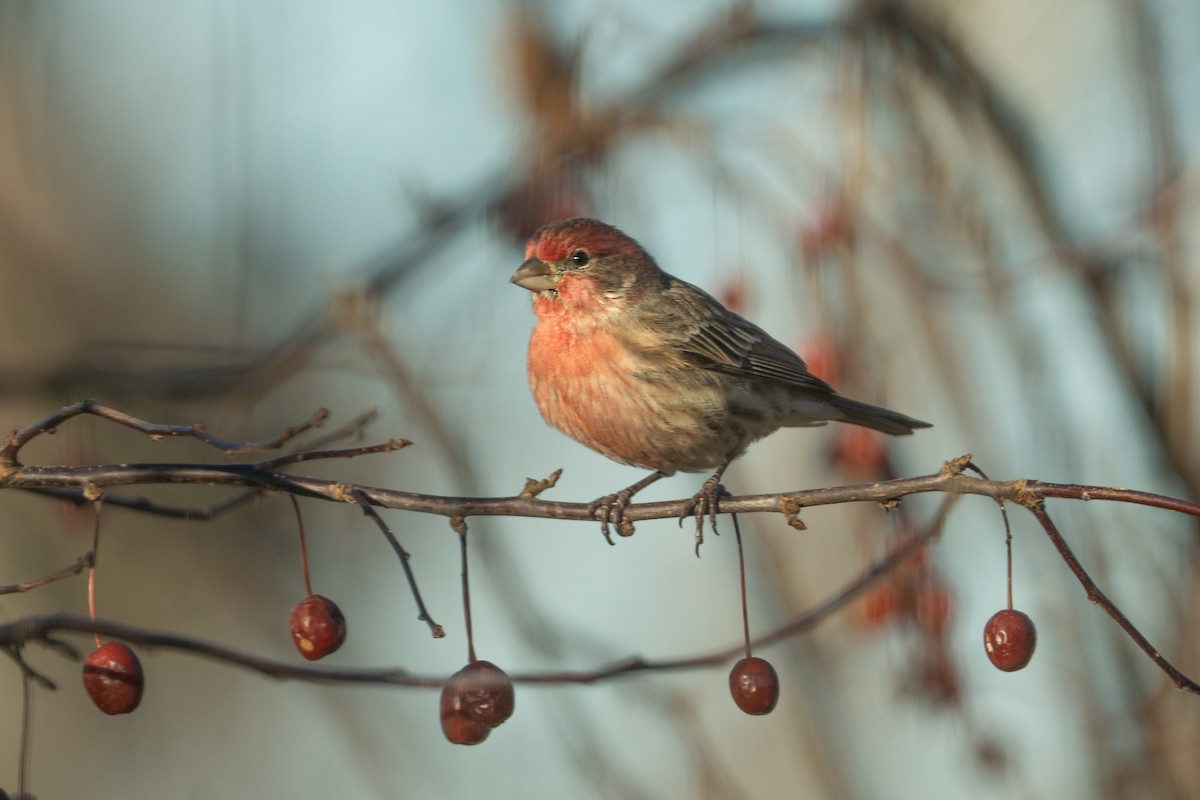 House Finch - ML647530771
