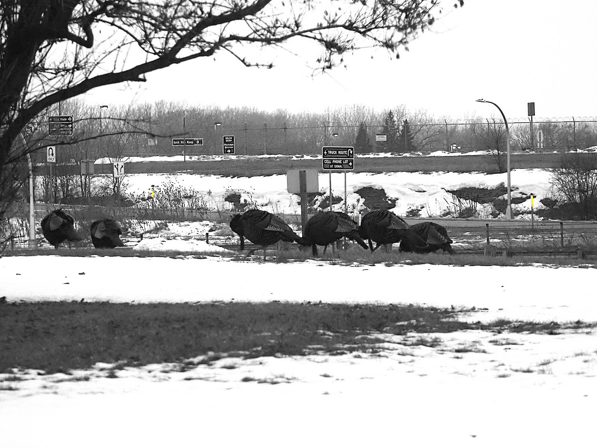 Wild Turkey - ML647530774