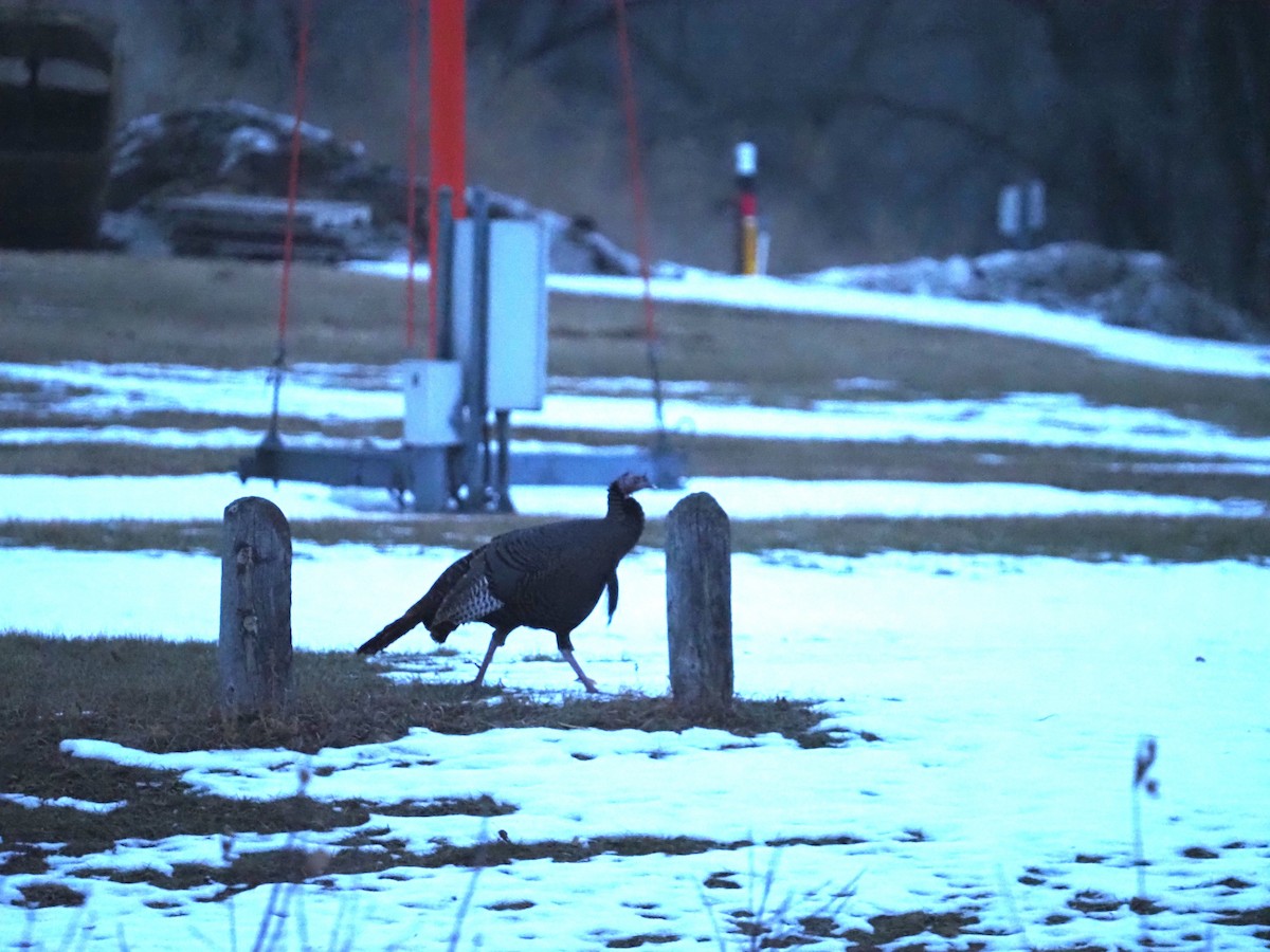 Wild Turkey - ML647530776