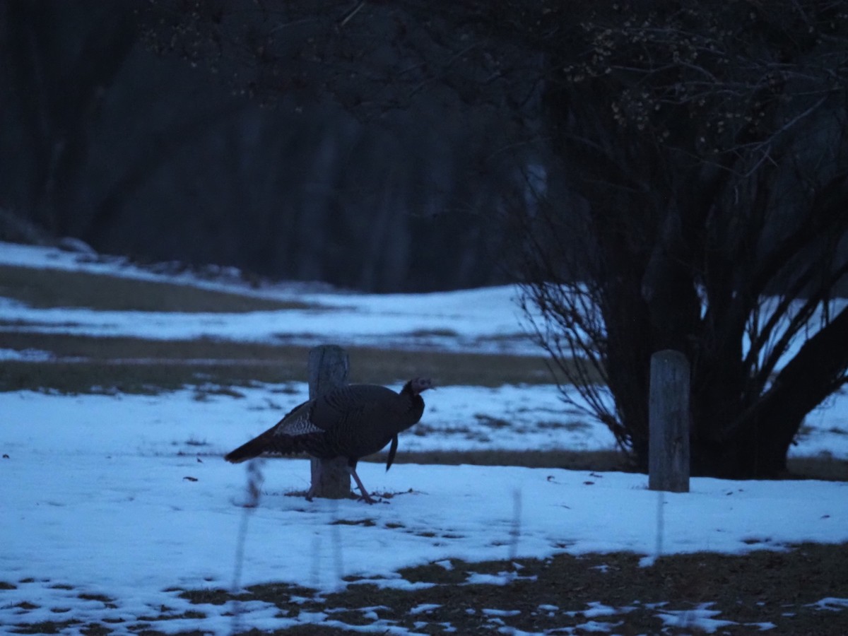 Wild Turkey - ML647530777