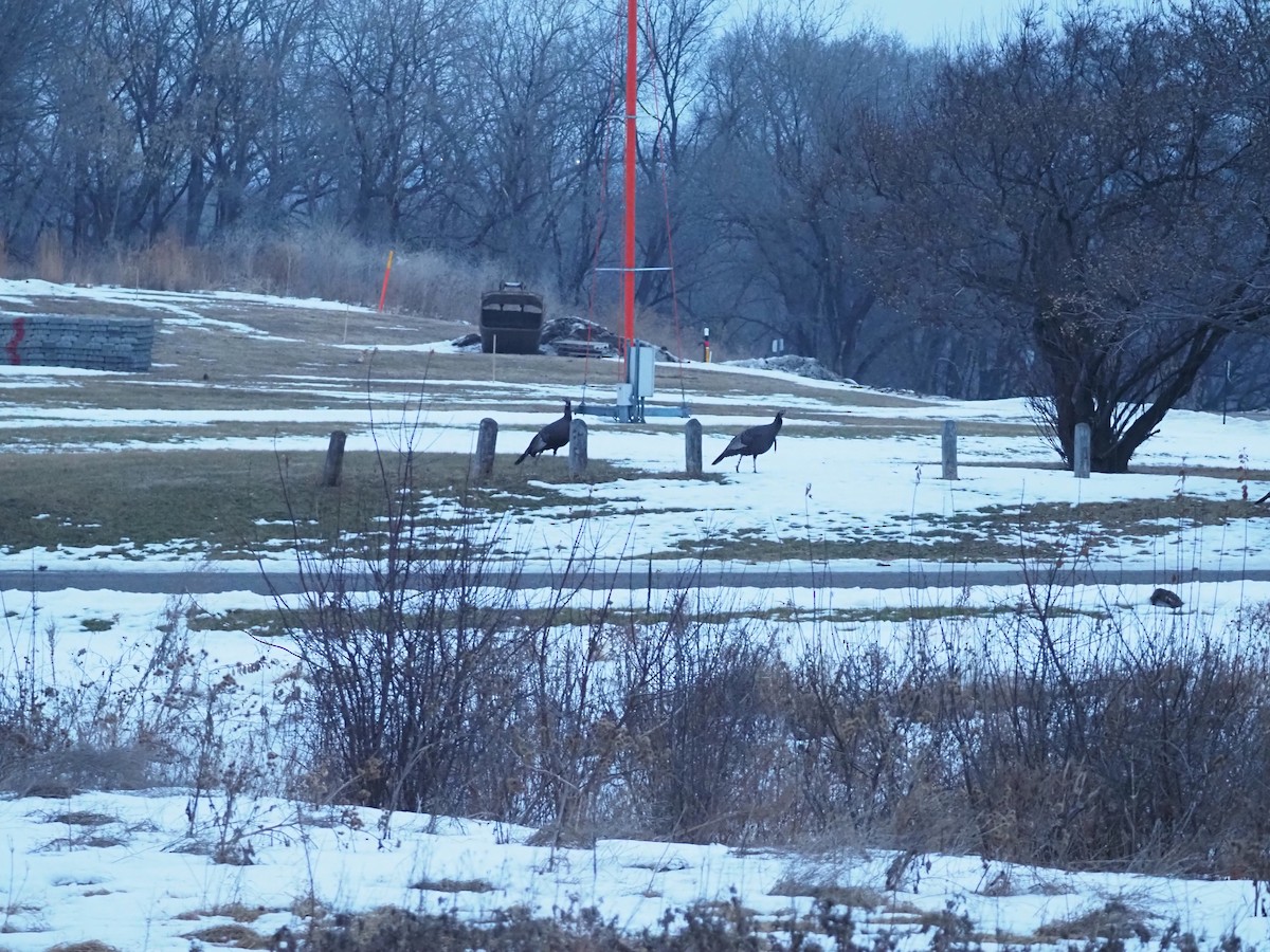 Wild Turkey - ML647530779