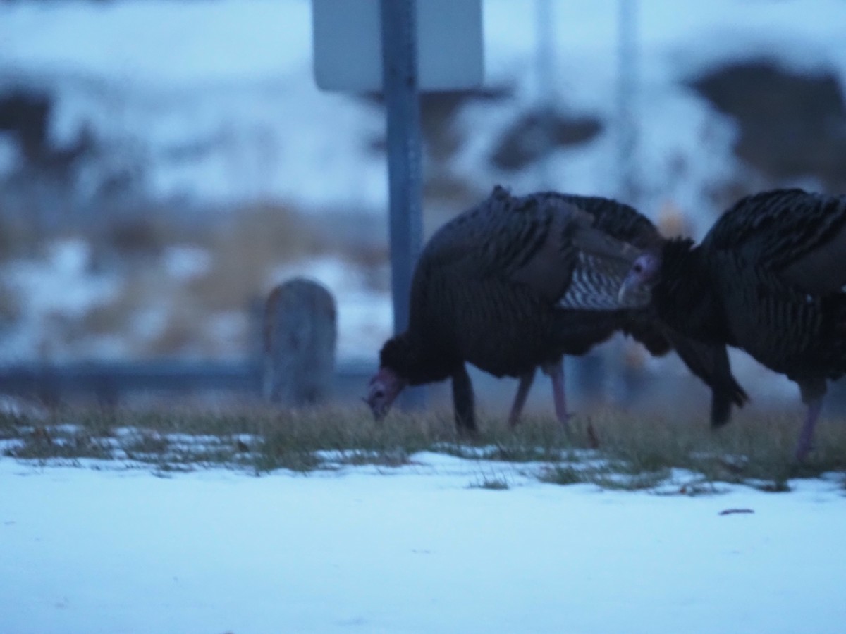 Wild Turkey - ML647530780