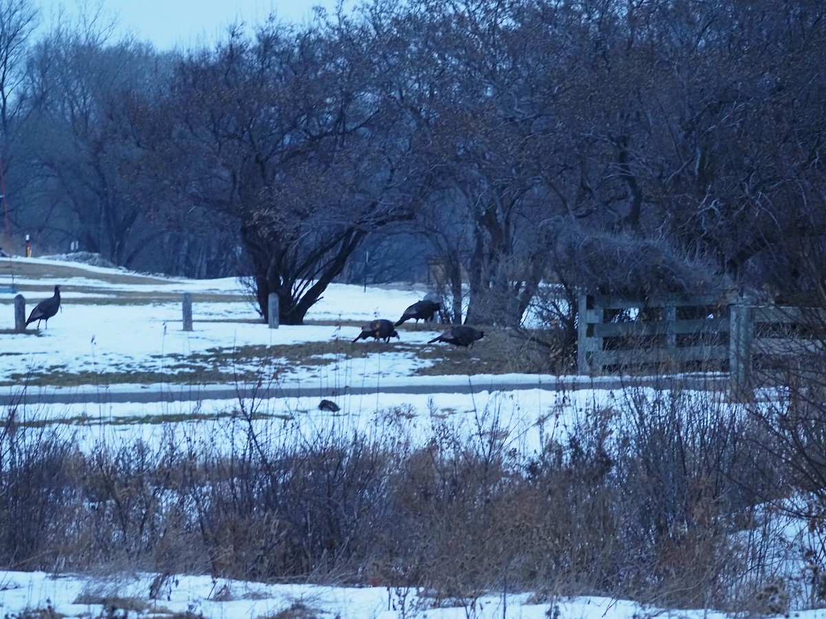 Wild Turkey - ML647530782