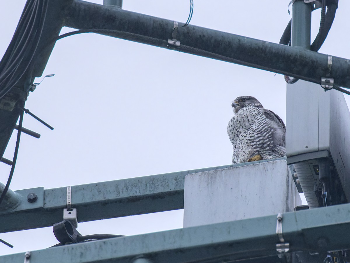Gyrfalcon - ML647530785