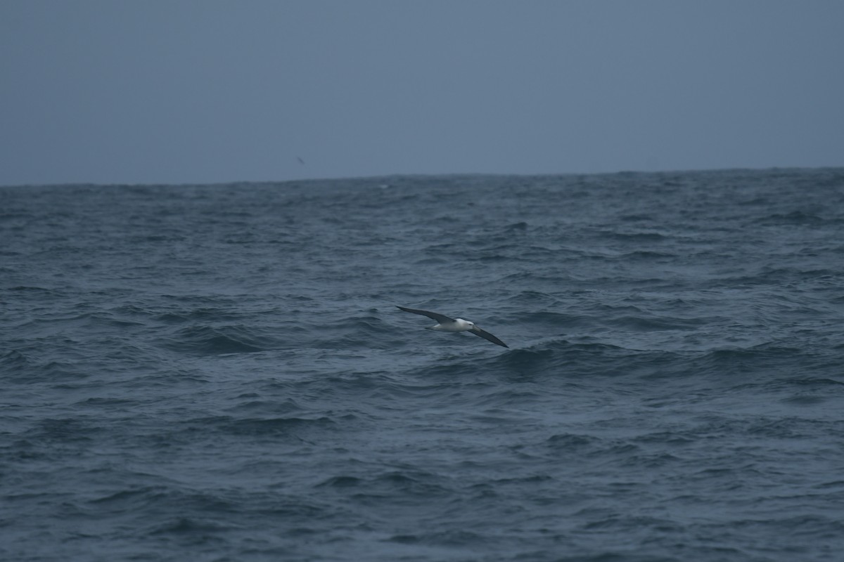 Albatros tasmaniarra - ML647530788