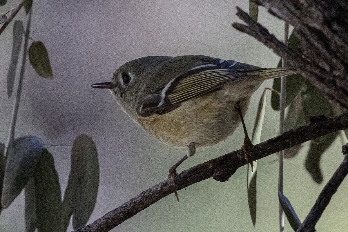 králíček americký - ML647530789