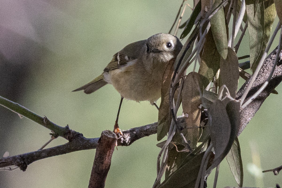 králíček americký - ML647530790