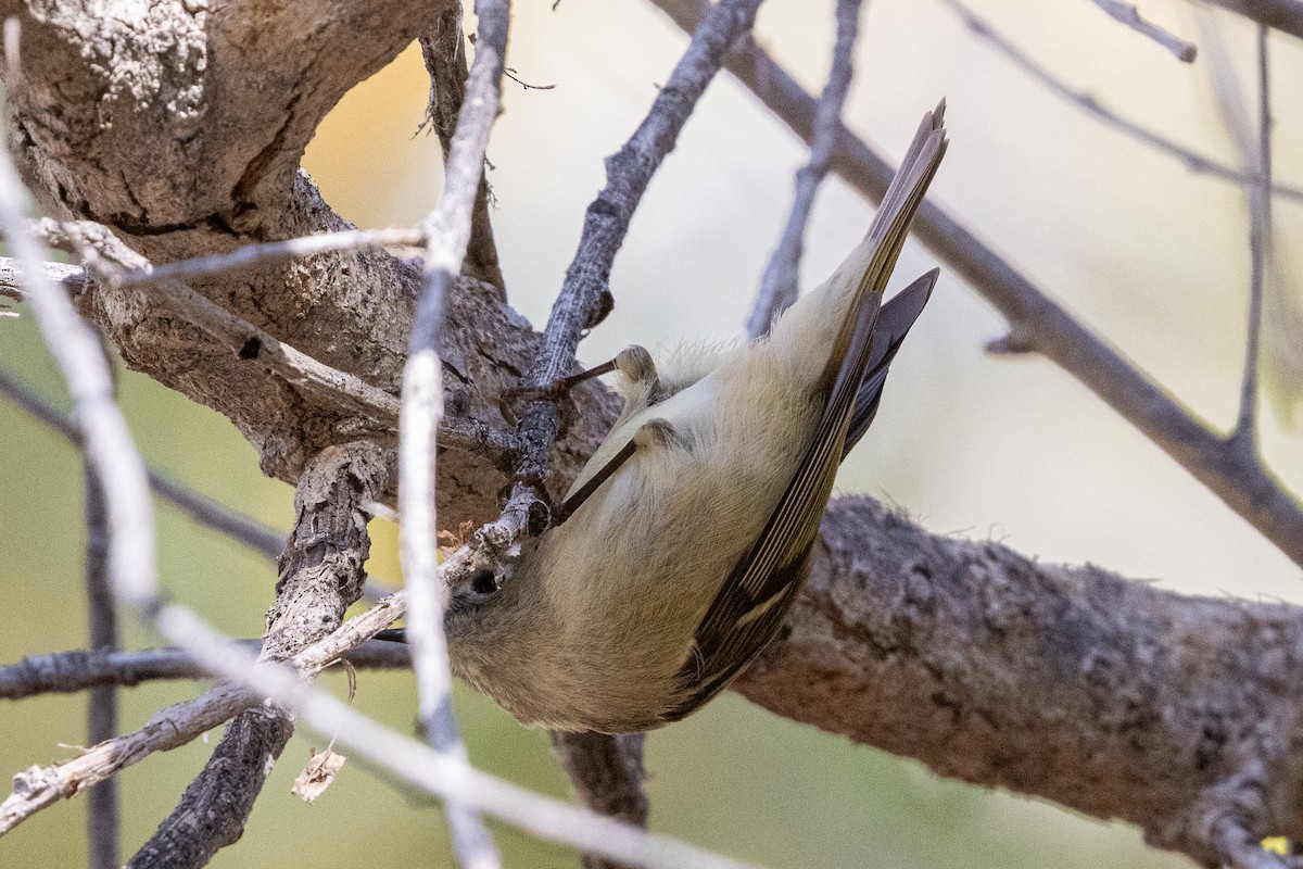 králíček americký - ML647530791