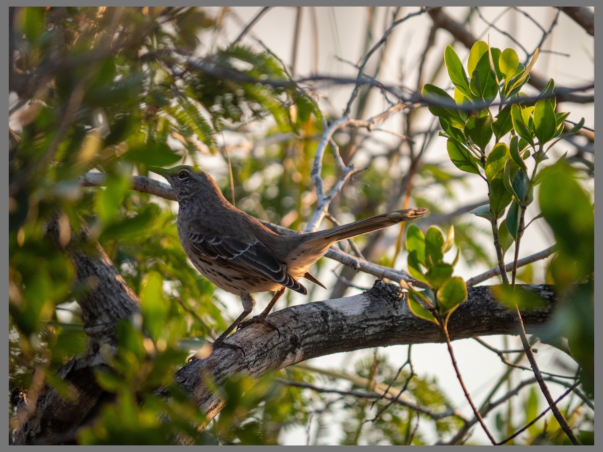 バハママネシツグミ - ML647530792