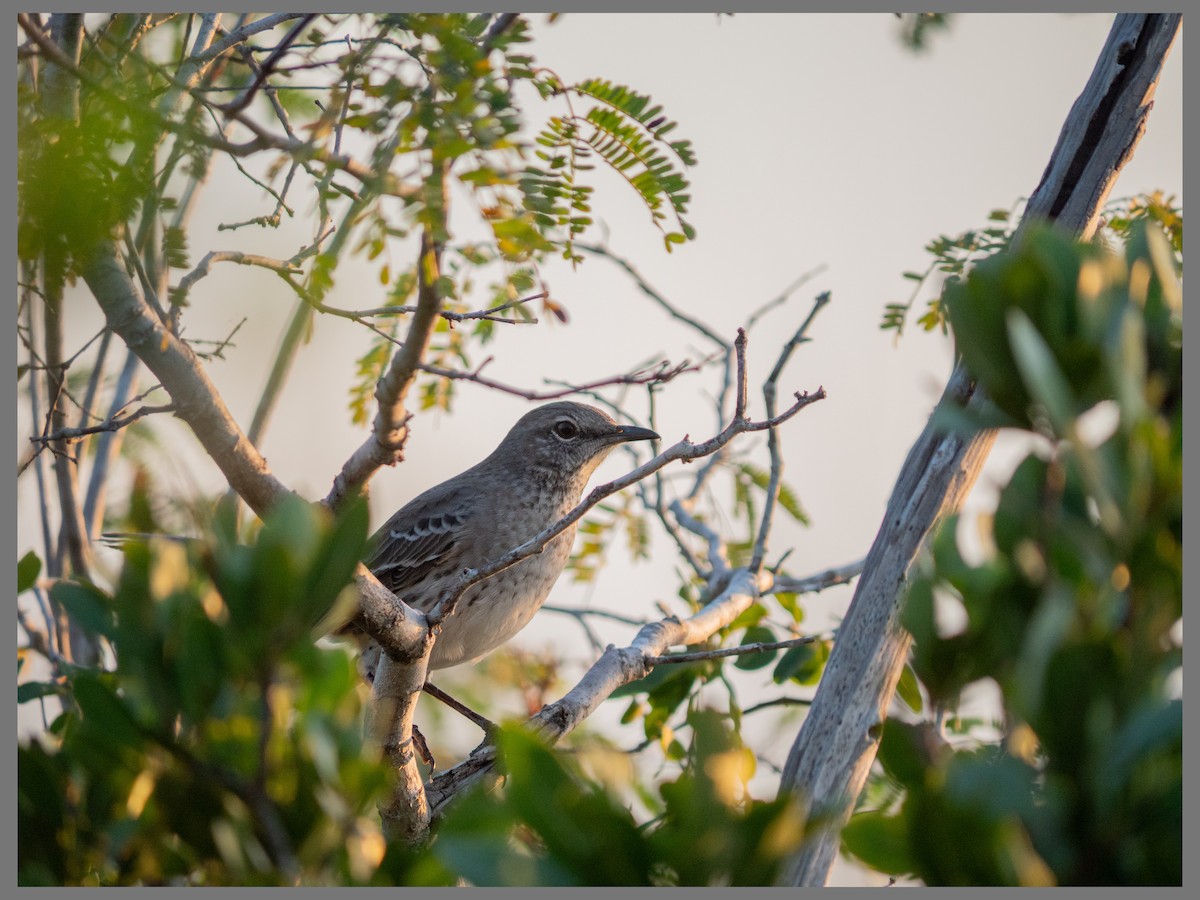 バハママネシツグミ - ML647530793