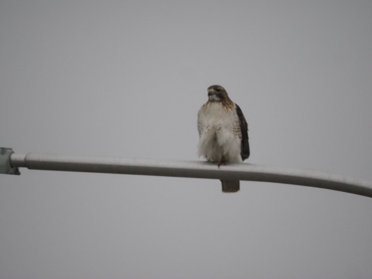Red-tailed Hawk - ML647530796