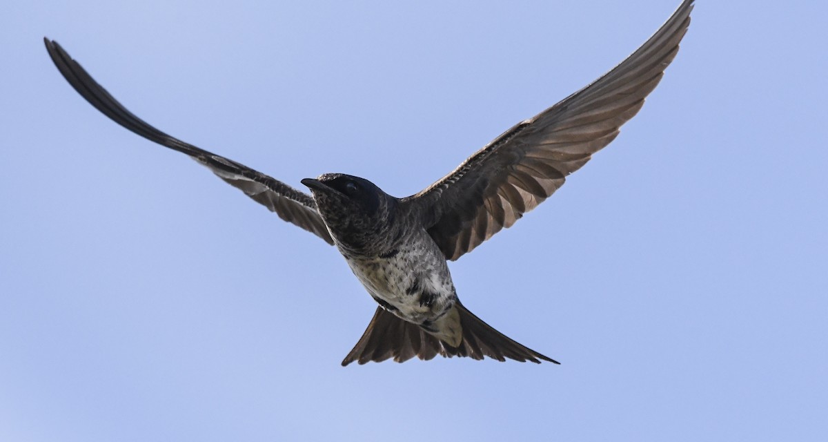 Purple Martin - ML647530800