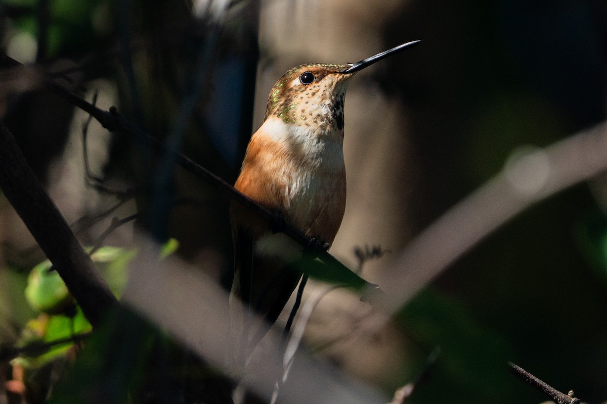 Rufous Hummingbird - ML647530805