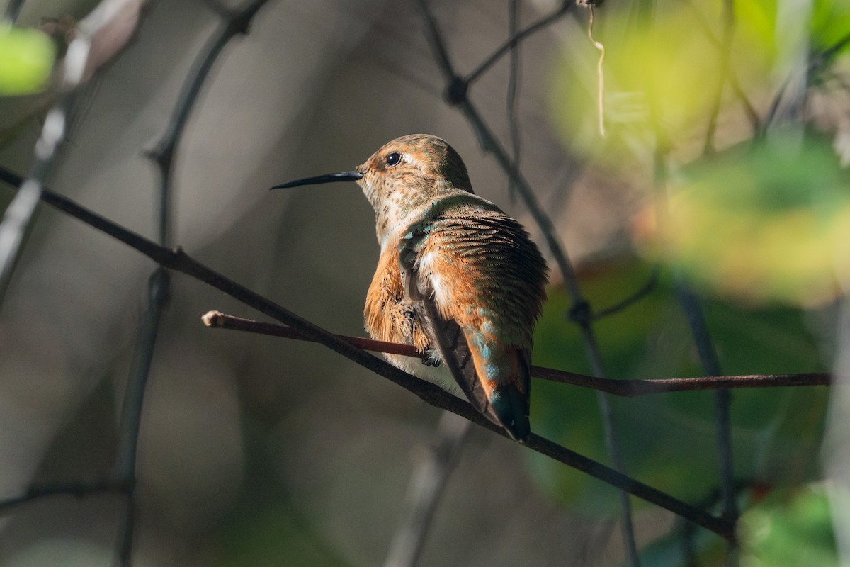 Rufous Hummingbird - ML647530806