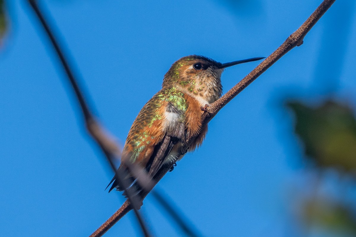 Rufous Hummingbird - ML647530807
