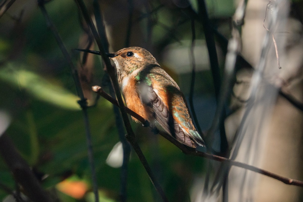 Rufous Hummingbird - ML647530808