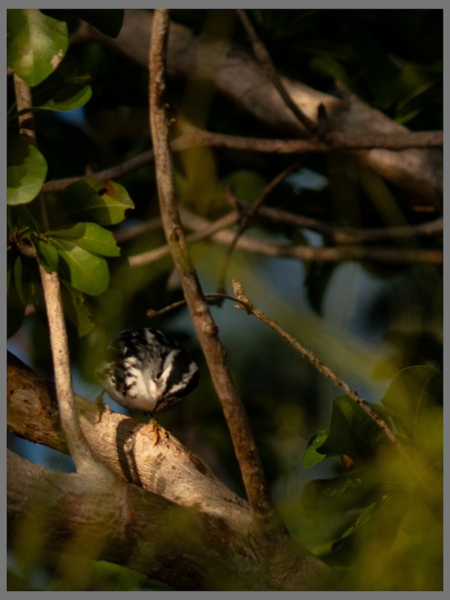 シロクロアメリカムシクイ - ML647530817