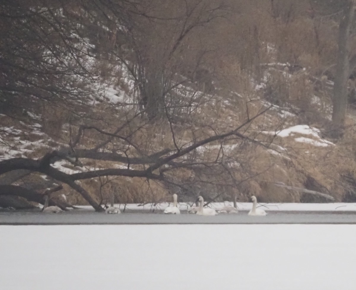 Trumpeter Swan - ML647530818