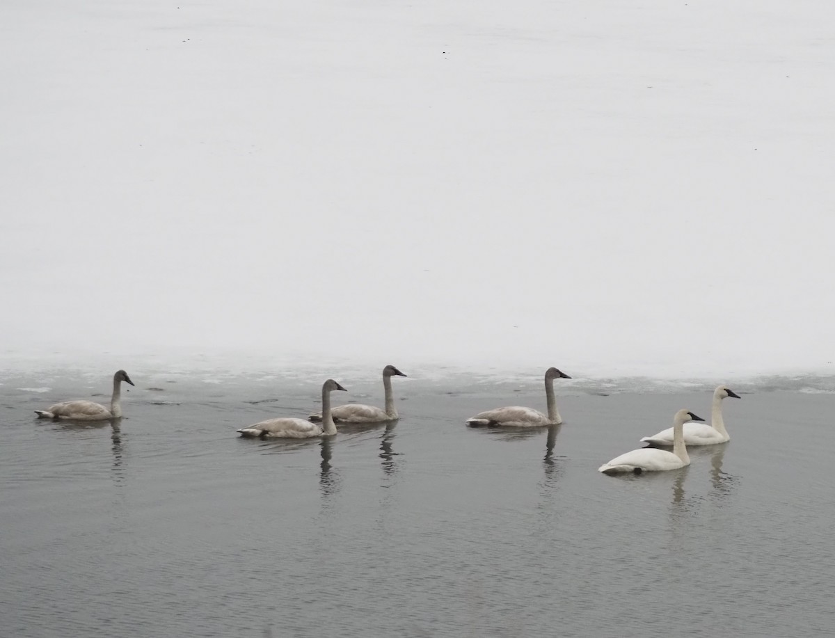 Trumpeter Swan - ML647530819