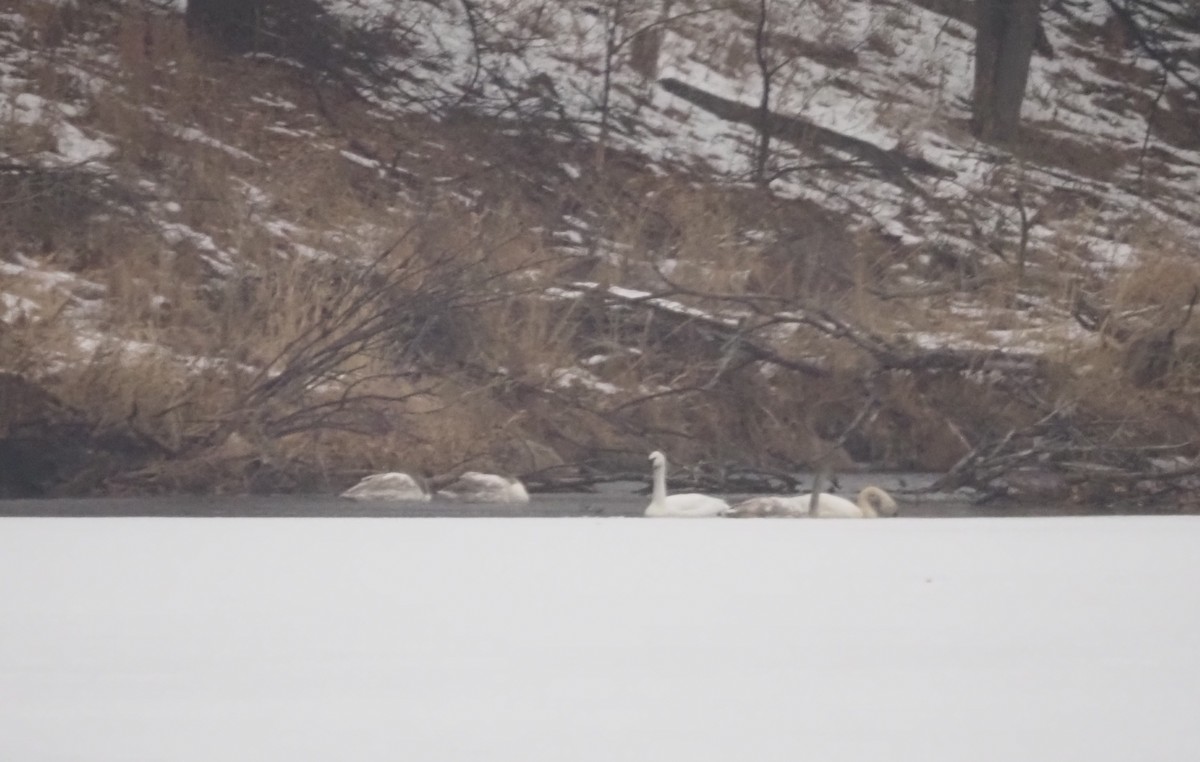 Trumpeter Swan - ML647530820