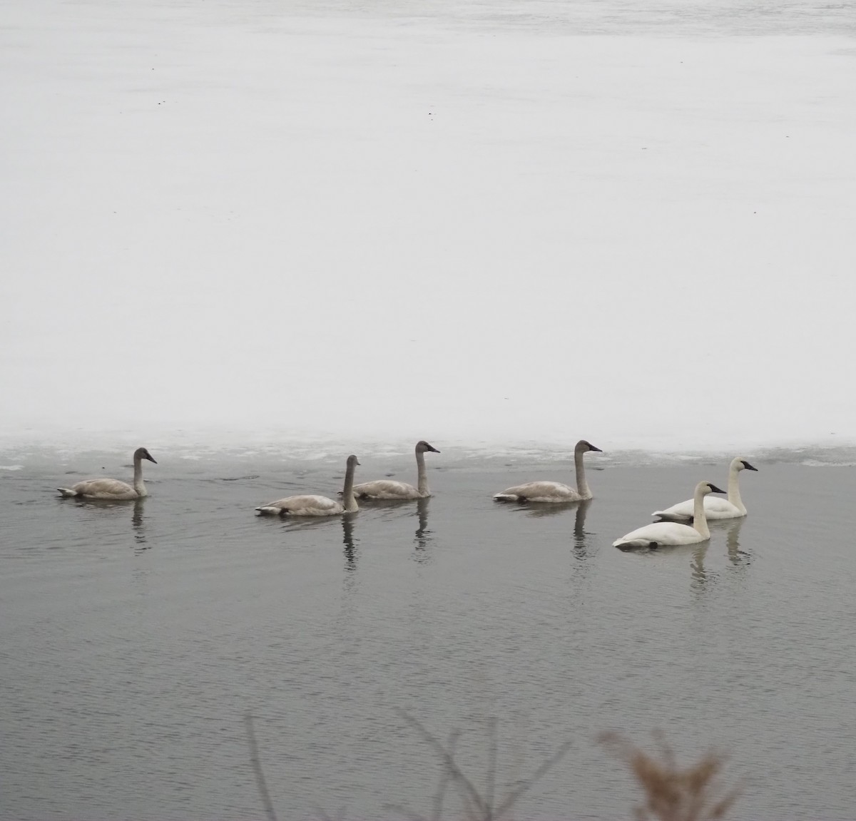 Trumpeter Swan - ML647530821
