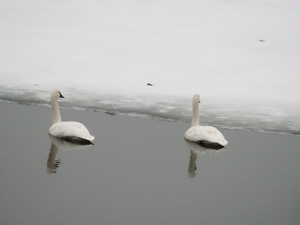 Trumpeter Swan - ML647530824