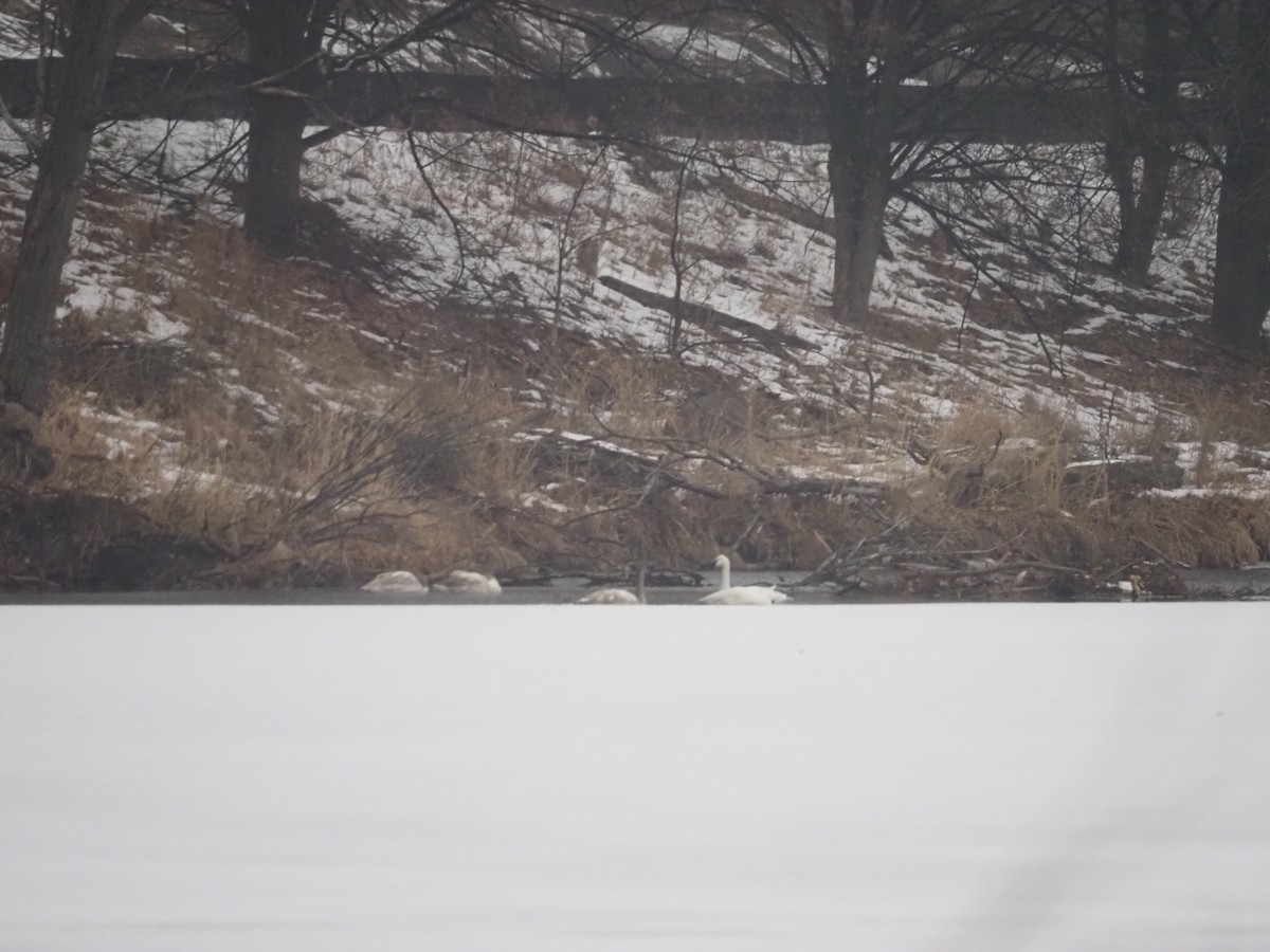 Trumpeter Swan - ML647530825