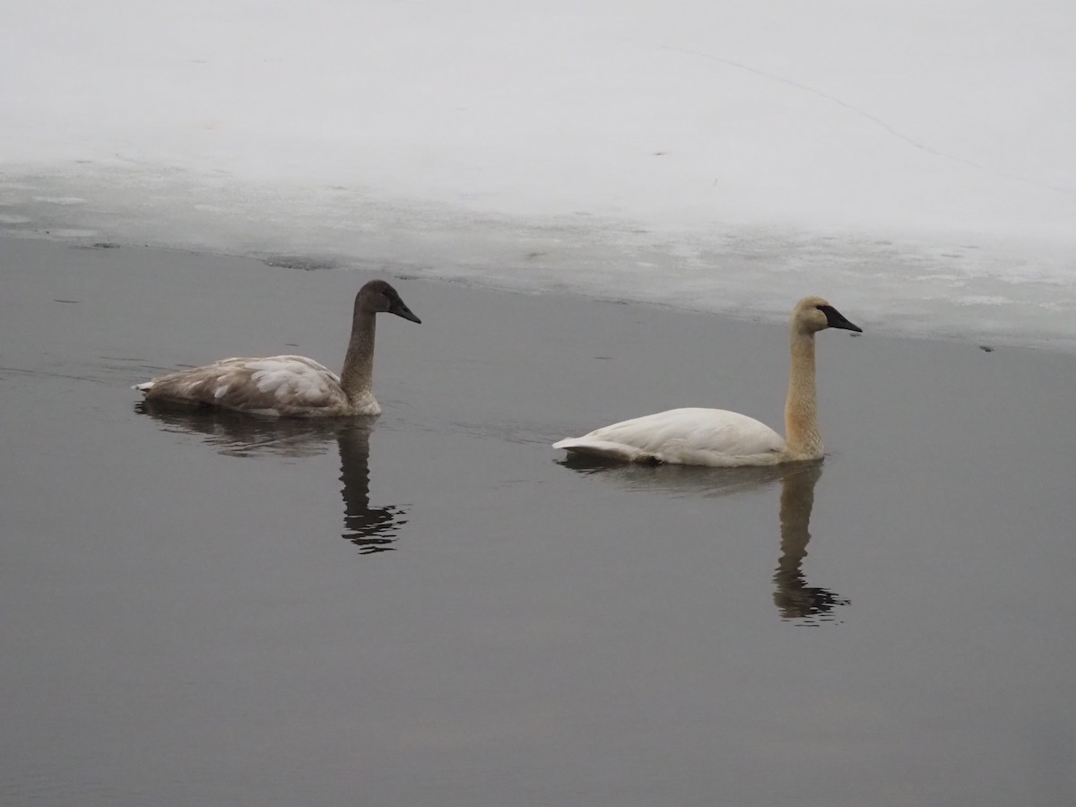 Trumpeter Swan - ML647530826