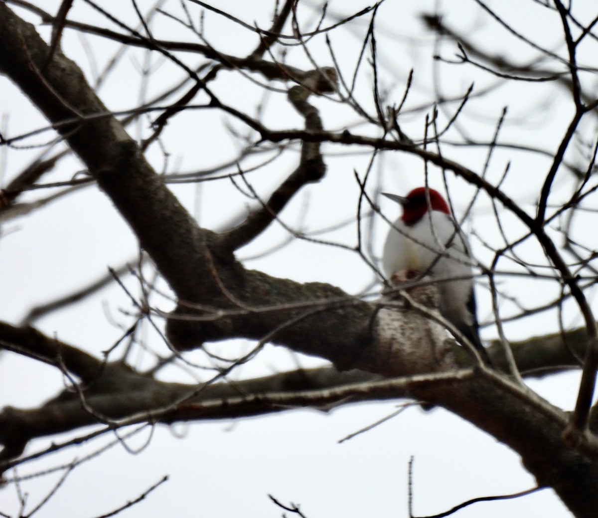 Red-headed Woodpecker - ML647530830