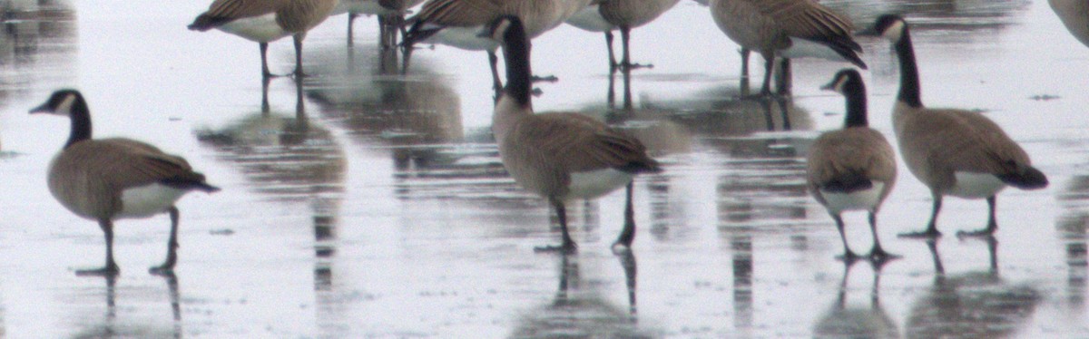 Cackling/Canada Goose - ML647530839