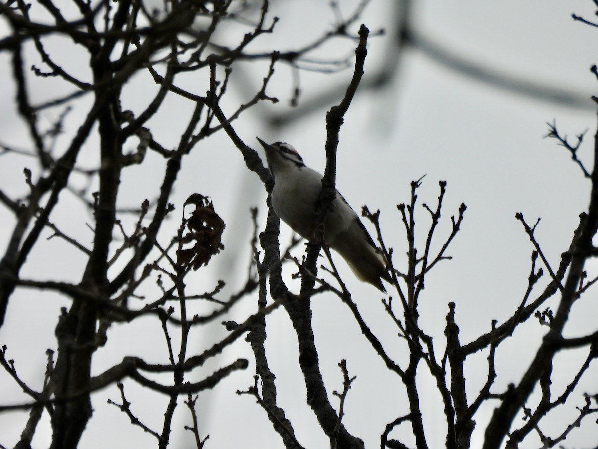 Hairy Woodpecker - ML647530849