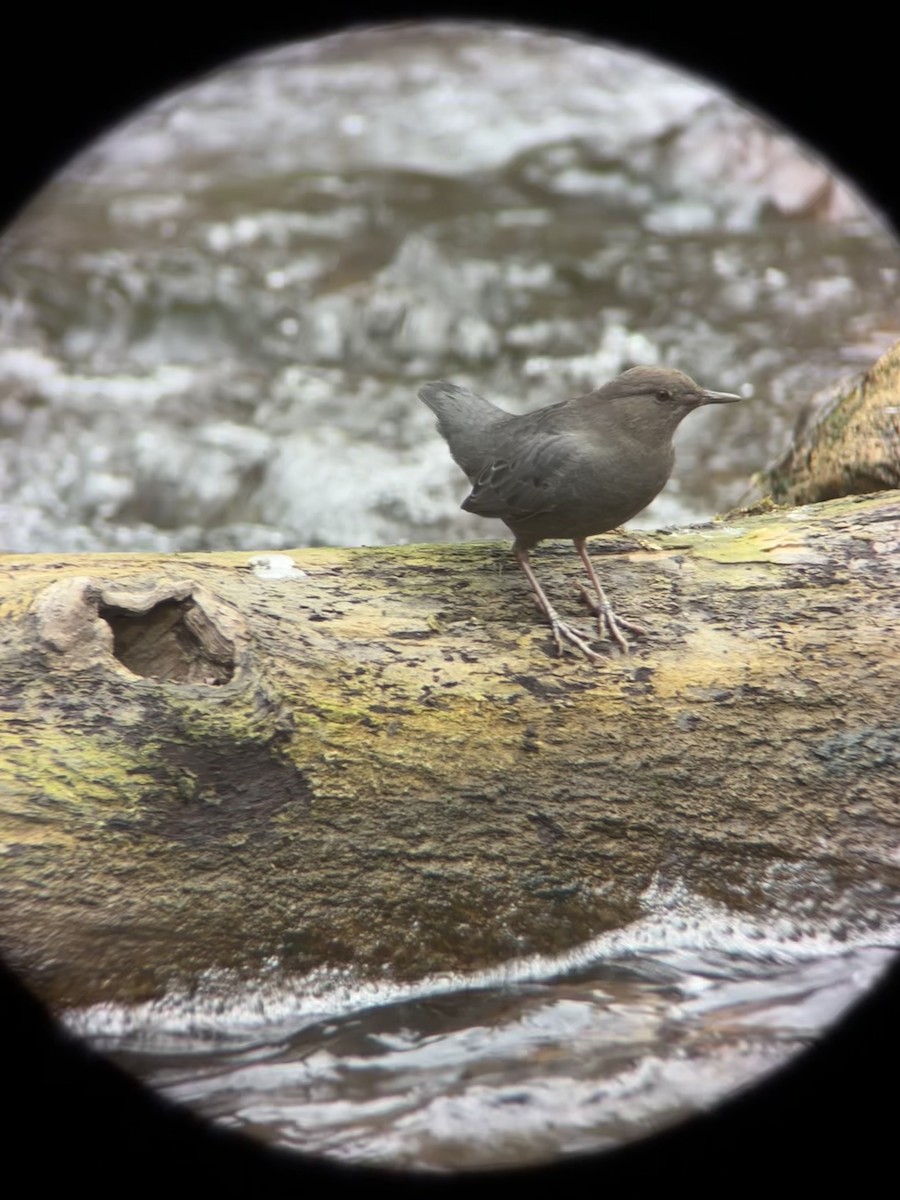 American Dipper - ML647530865