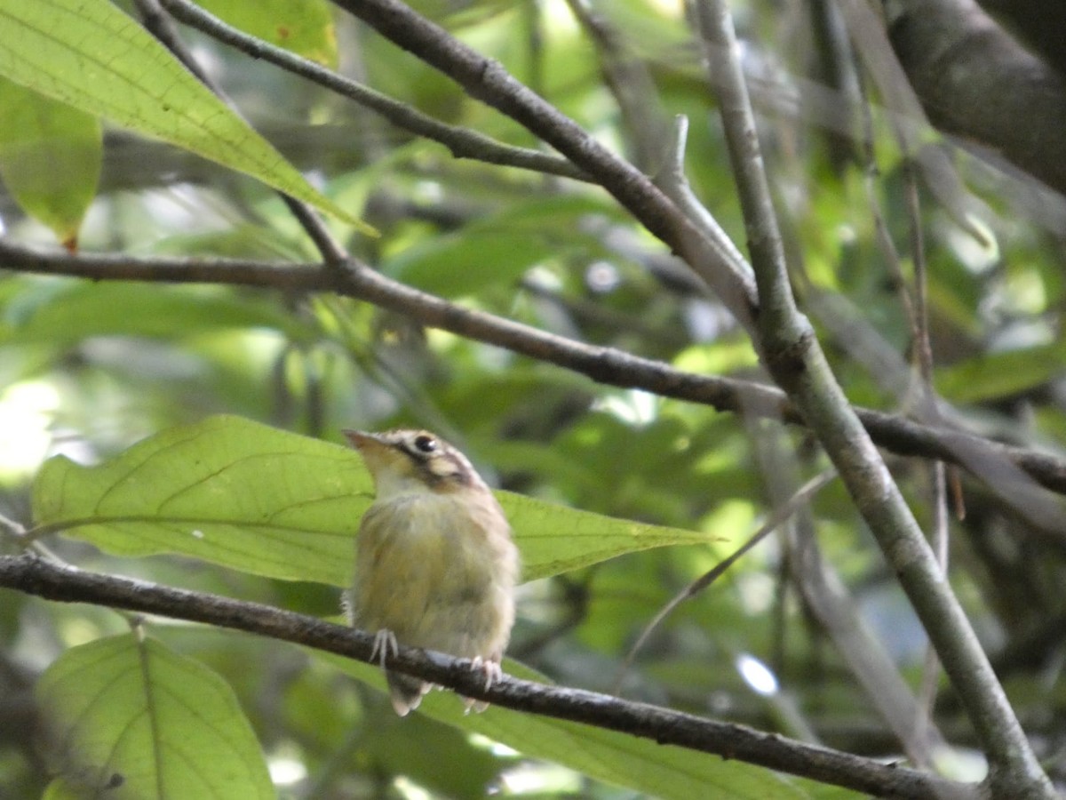Platyrhynque à moustaches - ML647530869