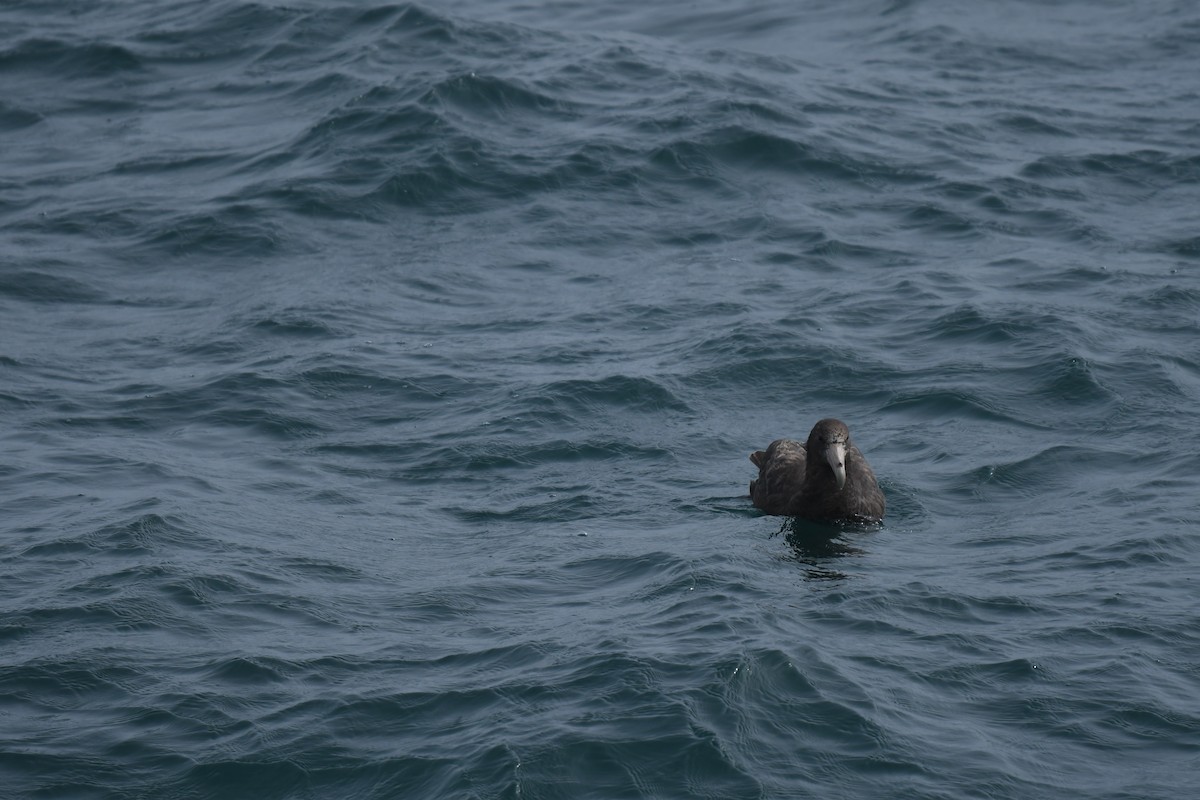 Petreltzar argia - ML647530877