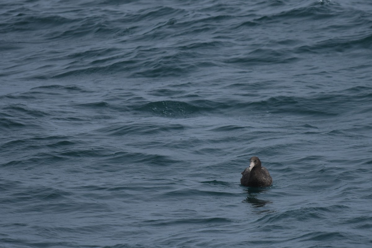 Petreltzar argia - ML647530887