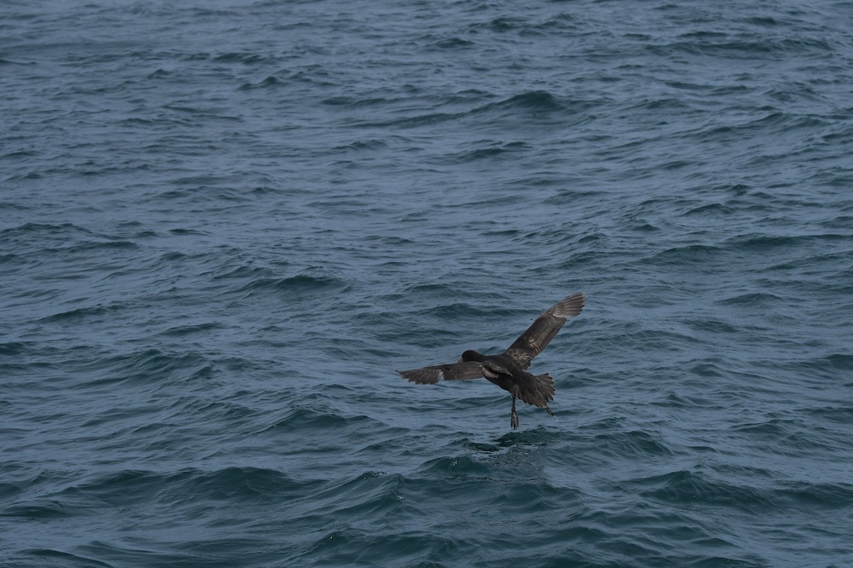 Petreltzar argia - ML647530895