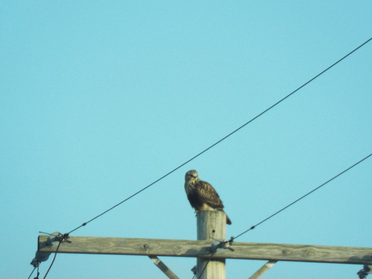 Rough-legged Hawk - ML647530900