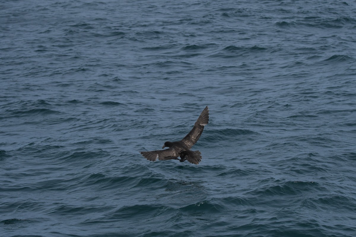 Petreltzar argia - ML647530902