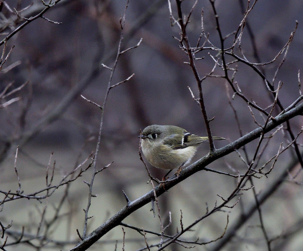 králíček americký - ML647530906