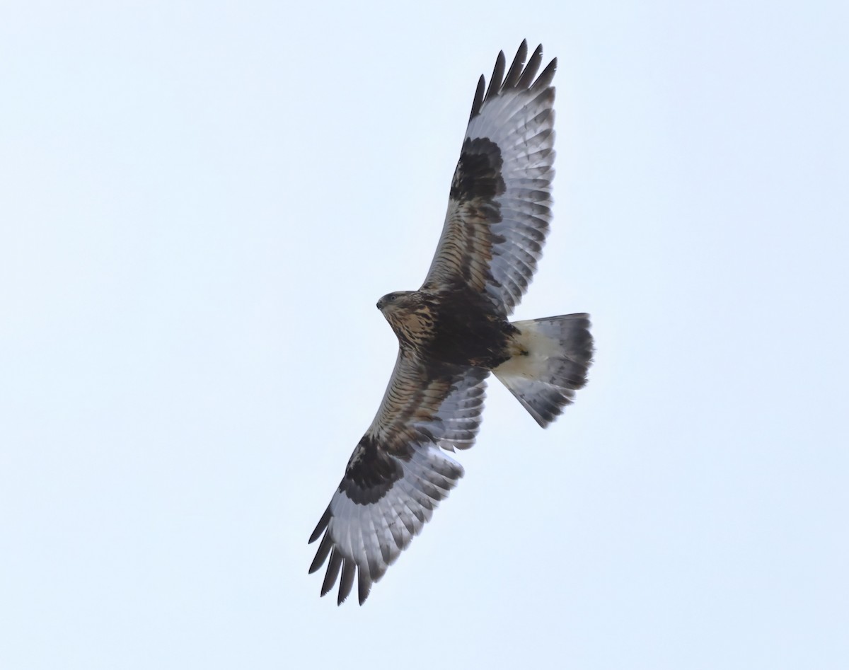 Rough-legged Hawk - ML647530909