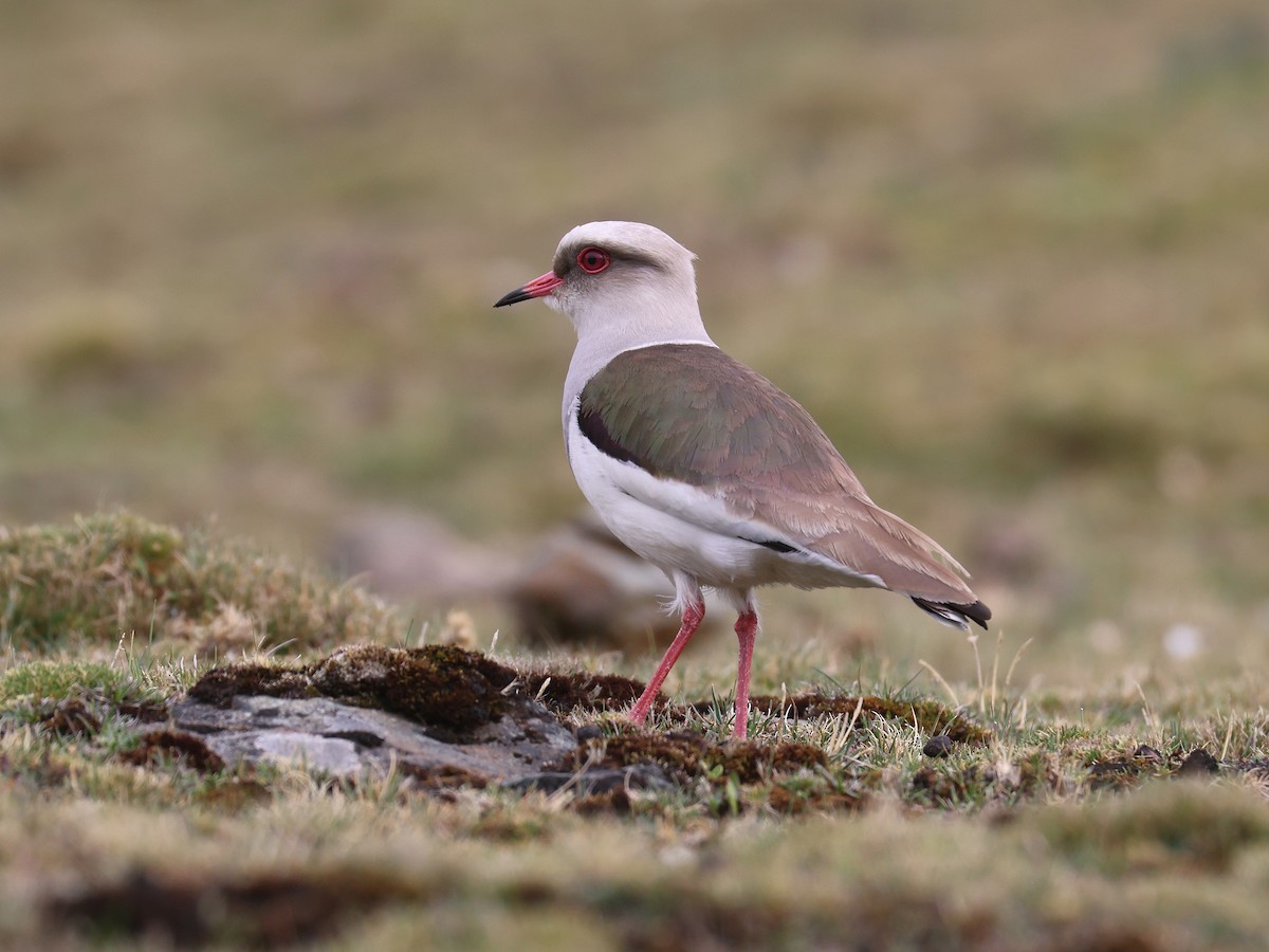 Andean Lapwing - ML647530910