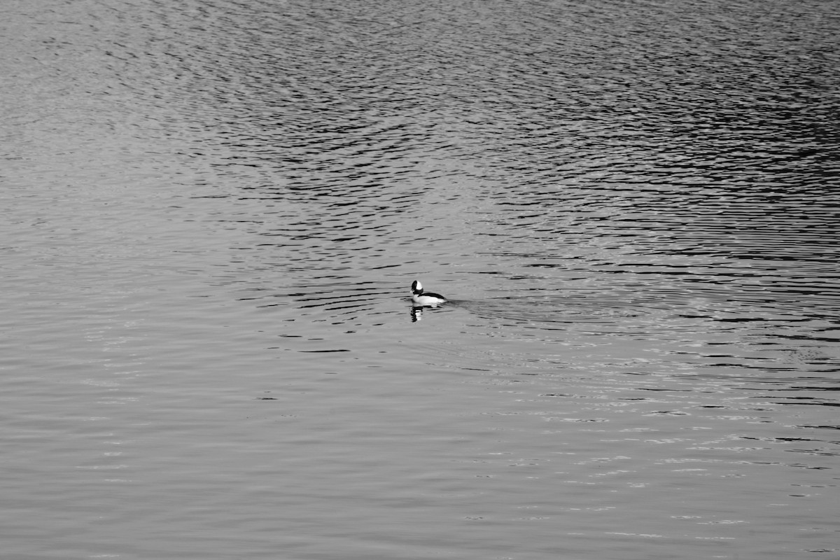 Ak Yanaklı Ördek - ML647530913