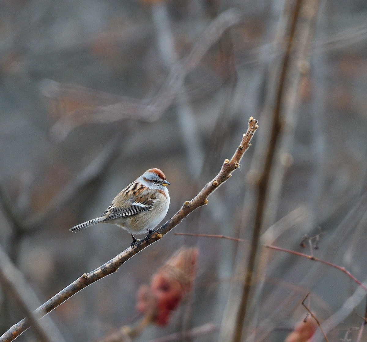 ムナフヒメドリ - ML647530920