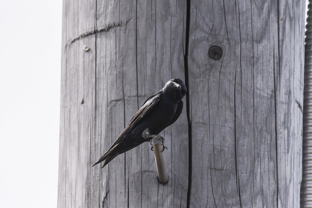 Purple Martin - ML647530930