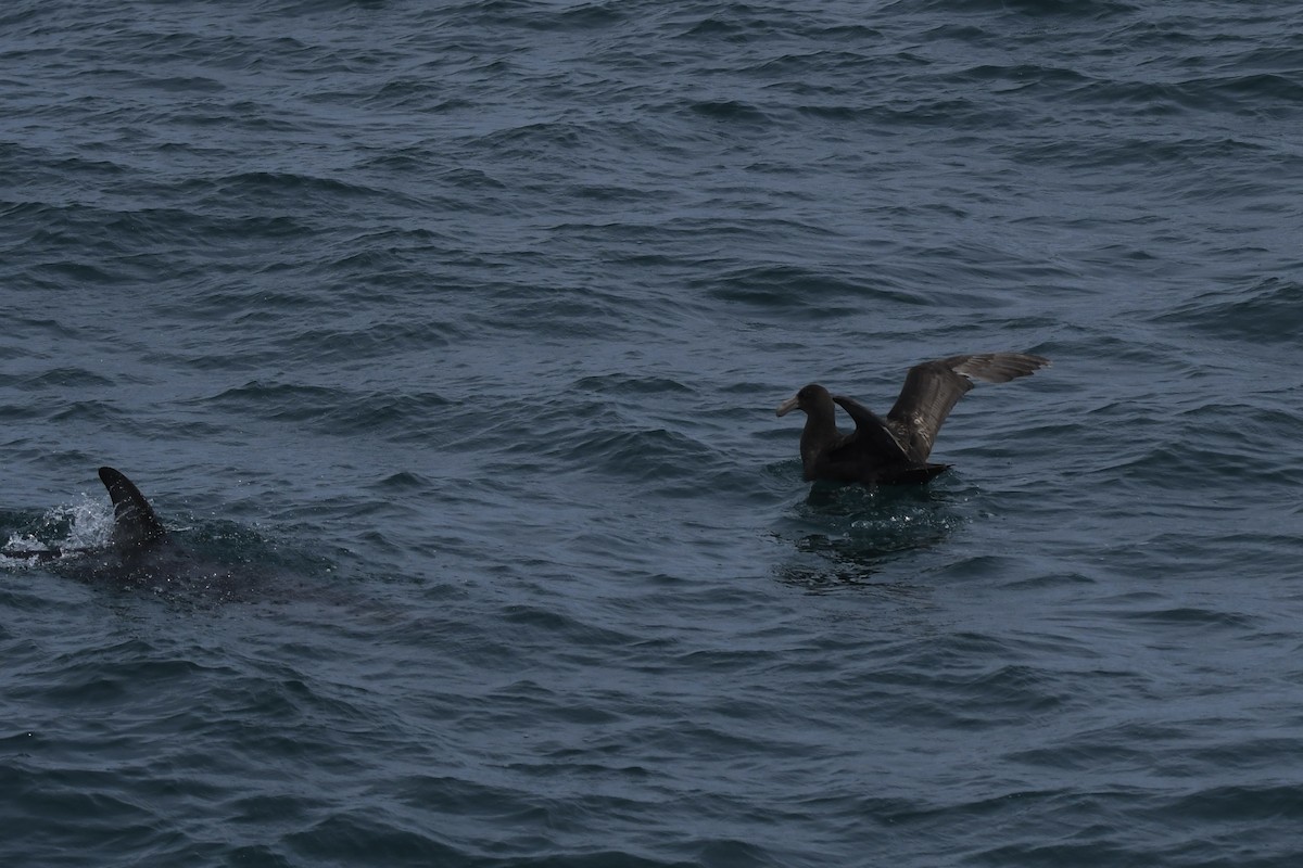 Petreltzar argia - ML647530932