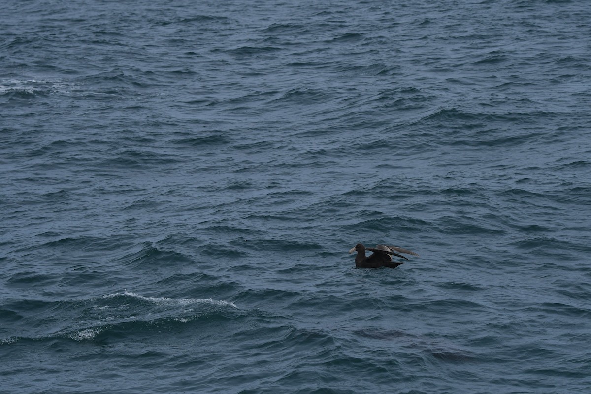 Petreltzar argia - ML647530935