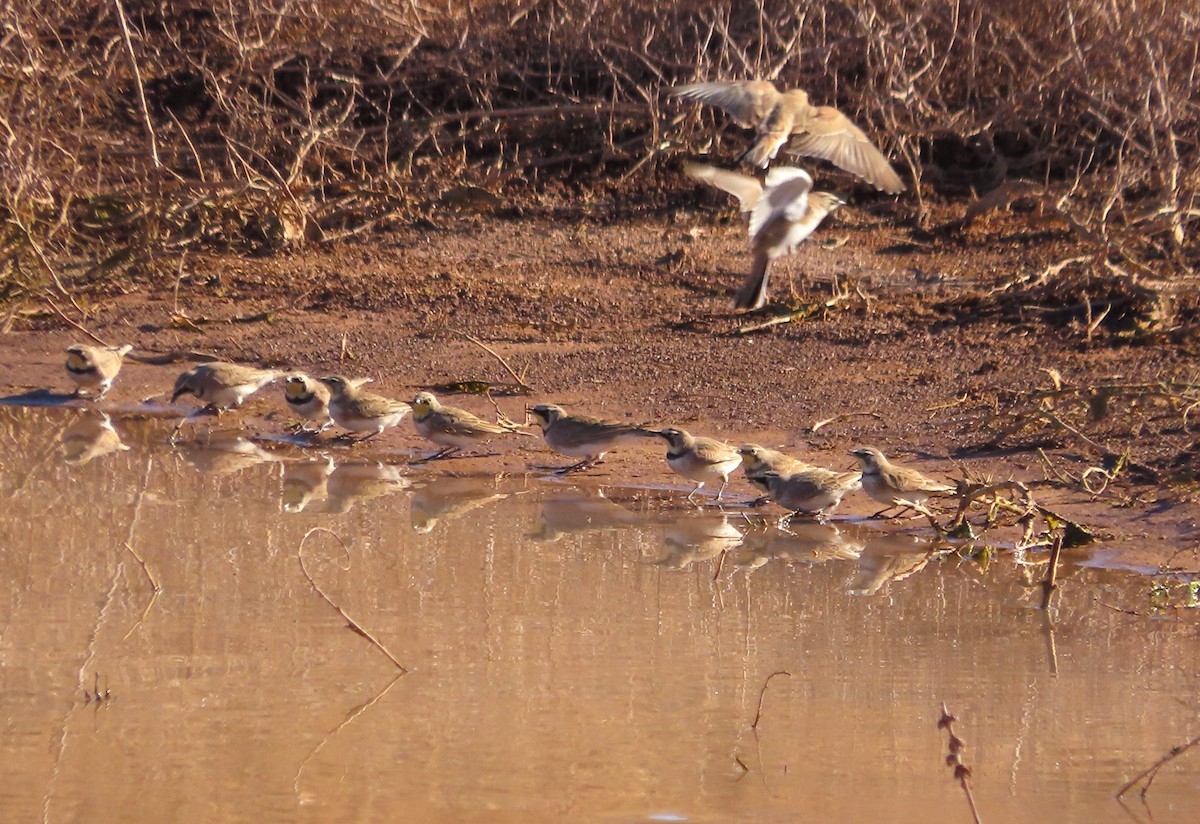 Жайворонок рогатий - ML647530936