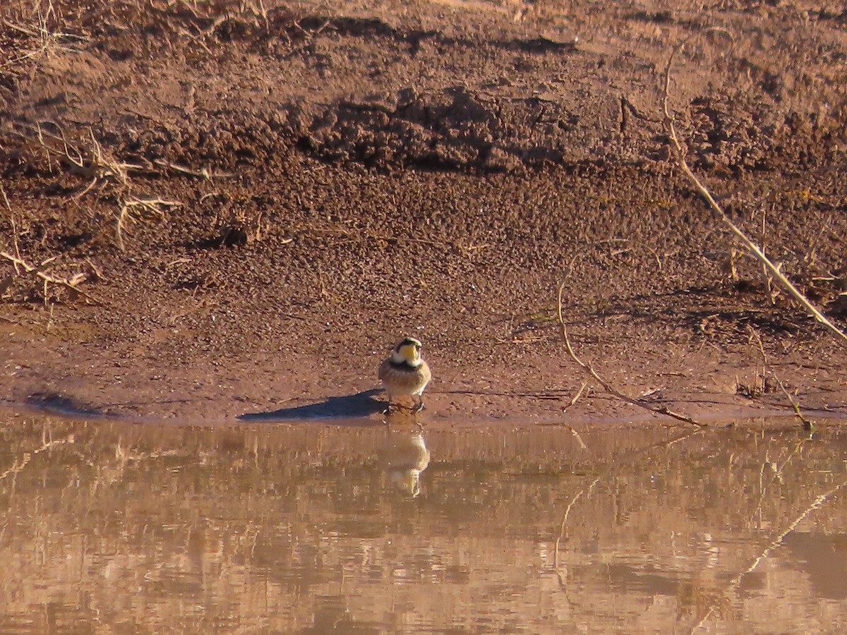 Жайворонок рогатий - ML647530937