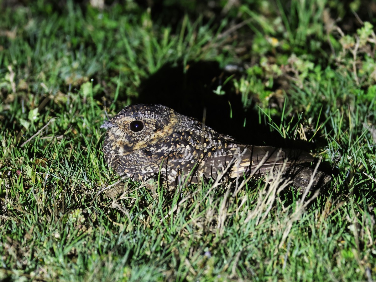 Band-winged Nightjar - ML647530944